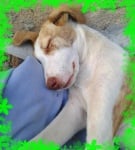 Кучето Бобка :) 