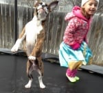 Боксер с момиче