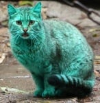 Боядисана синьо-зелена котка във Варна