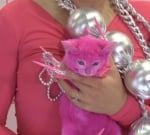 Боядисаното коте