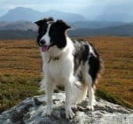 Бордър коли