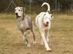 Бял дог Лили и сив дог Медисън