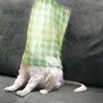 Бяла котка с торба на главата