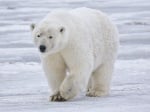 Бяла (Полярна) мечка