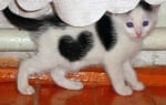 Бяло-черно котенце