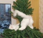 Бяло коте в елха