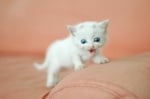 Бяло котенце