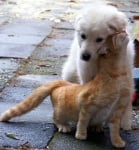 Бяло кученце с котка