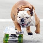 Булдог кара скейборд