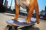 Булдог на скейтборд