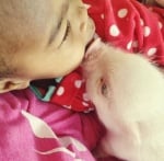 Целувка между дете и прасенце