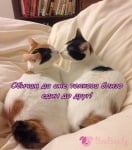 Целувка преди сън