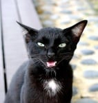 Черно коте мяука