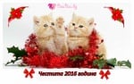 Честита 2016 година