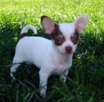 Чихуахуа (Чиуауа)