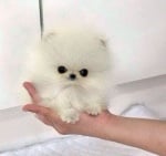 Чихуахуа бяло