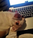 Чихуахуа върху клавиатурата на лаптопа