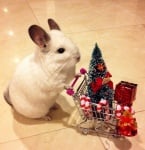 Чинчила с коледна украса