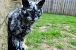 Чисто черна котка придобива уникална мраморна окраска