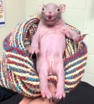 Човек спасява живота на непознато същество