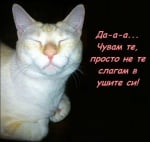 Чуват ли ни котките, когато ги викаме?