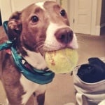 Да си поиграем с кучето