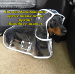 Любител на дъжда