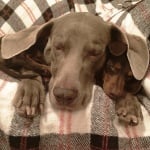 Дакелчето Индиана с визлата Харлоу