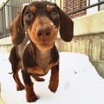 Дакелът Индиана в снега