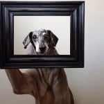 Дакелът Сейдж и визлата Харлоу