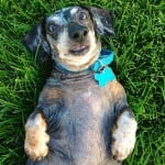 Дакелът Сейдж, който се разболява тежко