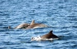 Делфини в Черно море