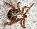 Dermacentor andersoni