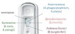 Диагностика на Лаймска болест при кучето