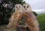 Диви сови се сприятеляват с фотограф и започват да му позират с радост