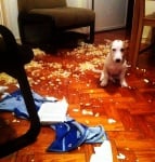 Джак ръсел териер прави бели