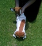 Джак Ръсел териер