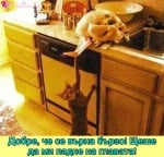 "Добре, че се върна бързо... Щеше да ми падне на главата!"