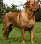 Дог от Бордо