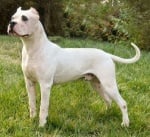 Дого Аржентино