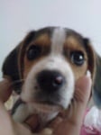 Бигъл на име Аргон на 2 месеца Мъжко