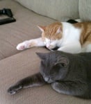 Два котарака