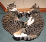 Два сиви котарака