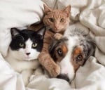 Сънливковци