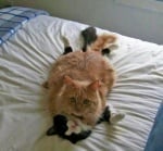 Две котки лежат една върху друга