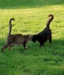 Две котки се галят