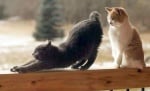 Две котки се протягат