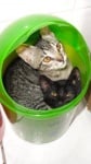 Две котки в кош