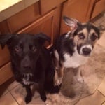 Две осиновени кученца