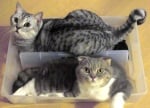Две сиви котки в кутия